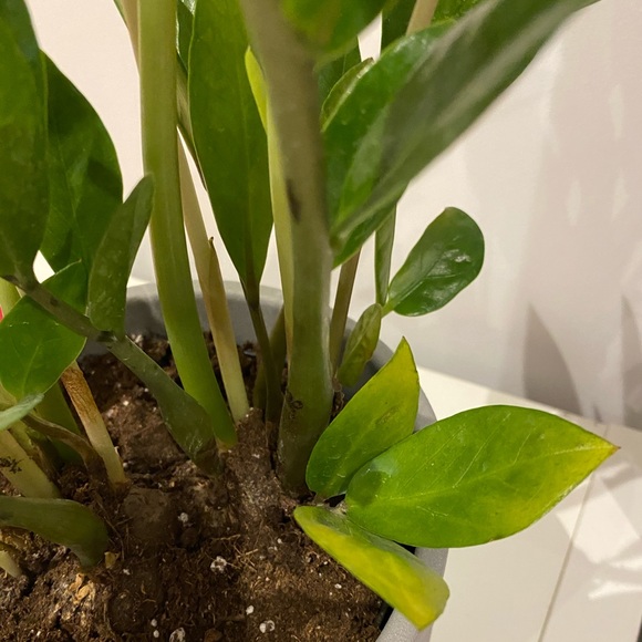 Meet your Posher, Emily - Picture 1 of 1